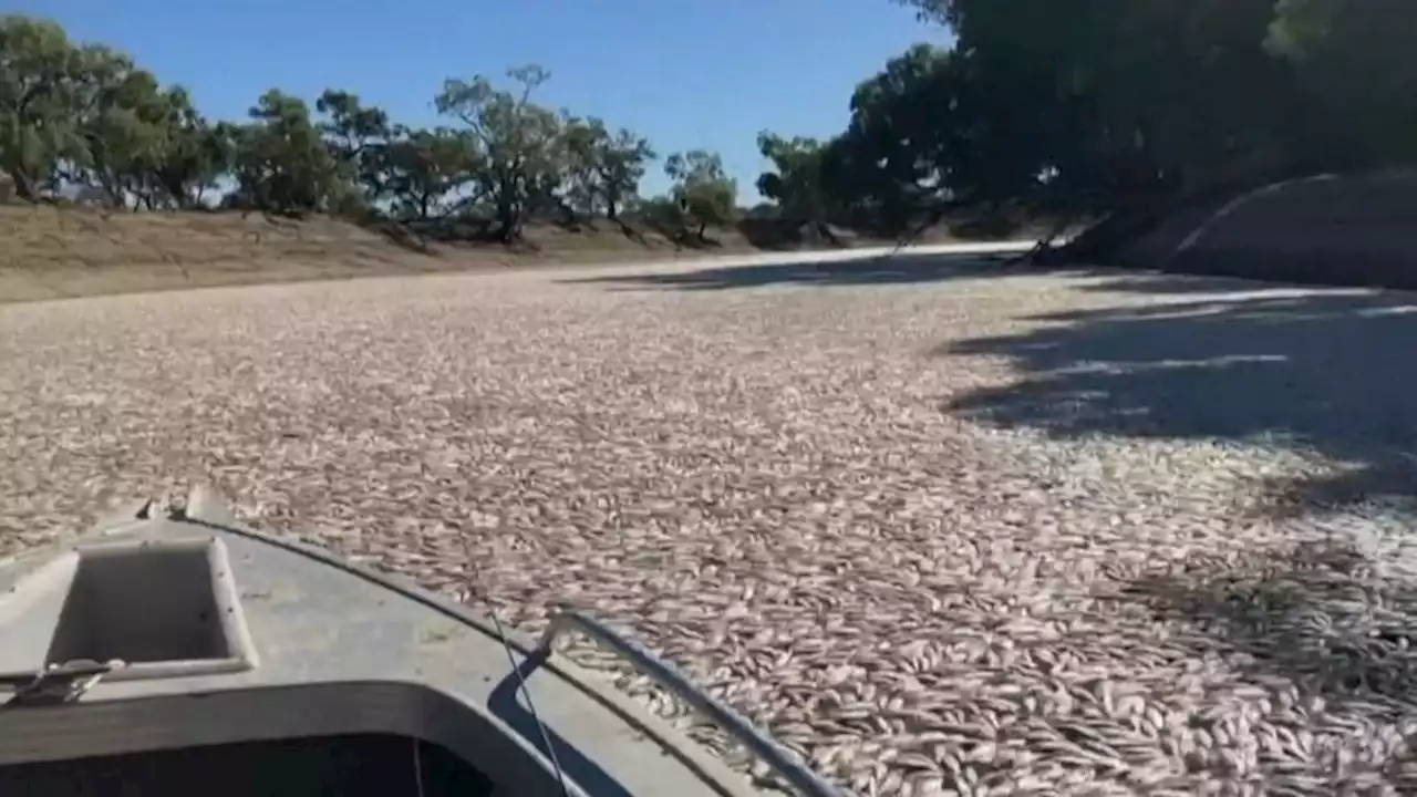 Millions of dead fish have washed up in a river near an Australian town | CNN