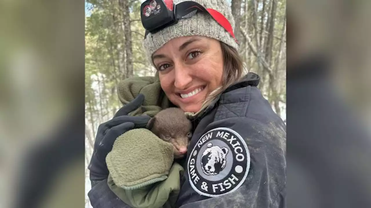 New Mexico Game and Fish is now hiring 'professional bear huggers' | CNN