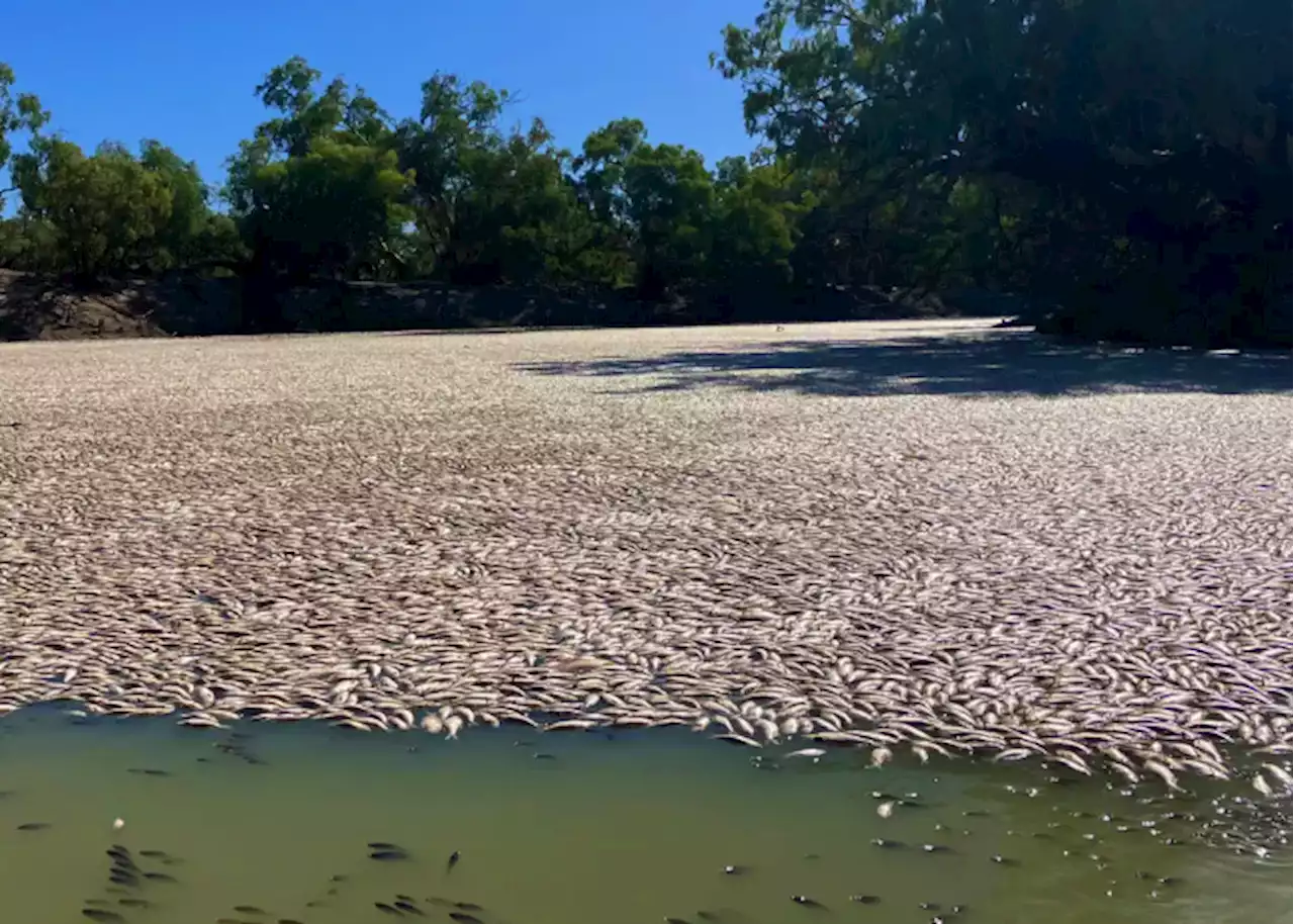 Low dissolved oxygen levels behind mass fish death in Australian river