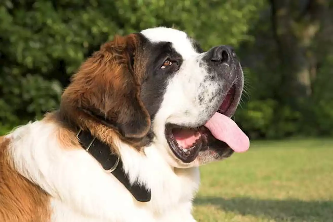 San bernardo: características y curiosidades de esta raza de perros