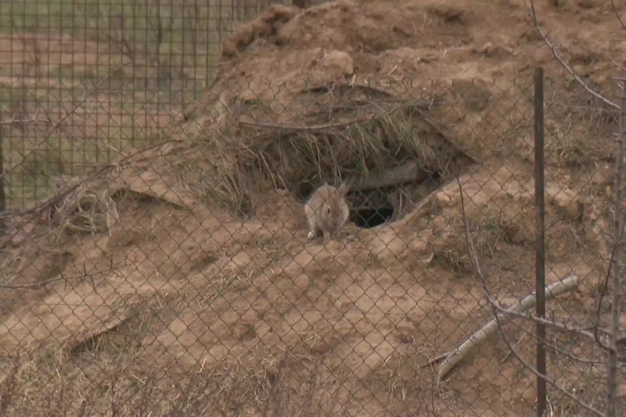 Comment les chasseurs de l'Aude veulent faire revenir les lapins décimés par un virus hémorragique