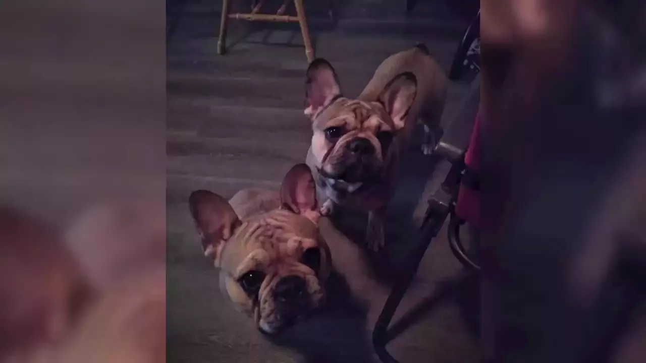 French bulldogs stolen from Milwaukee yard, owner says | United States ...