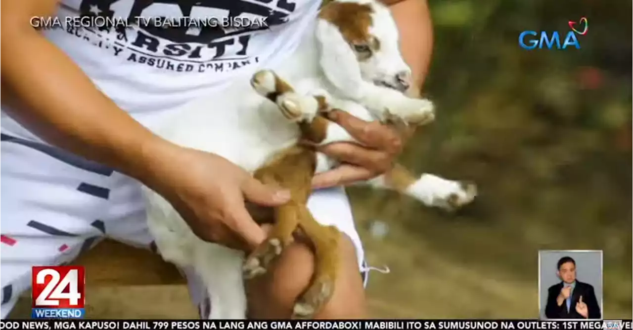 Goat with 8 legs is born in Bohol