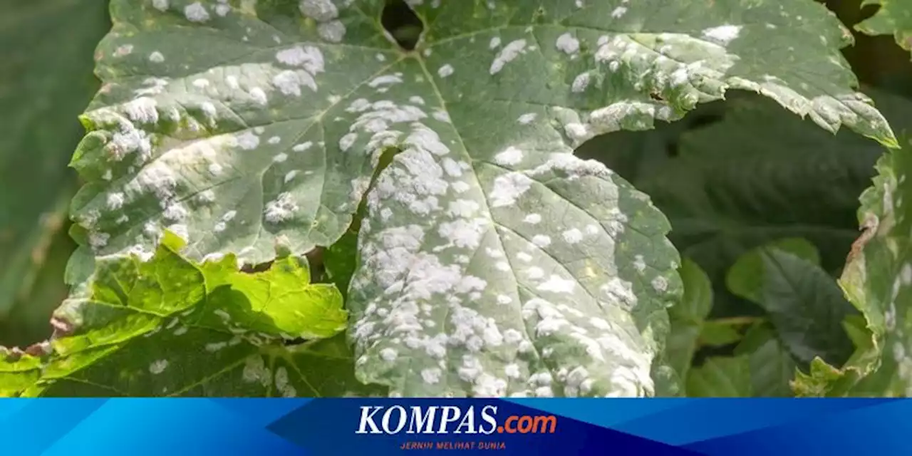 8 Cara Alami Mengatasi Penyakit Embun Tepung Tanaman