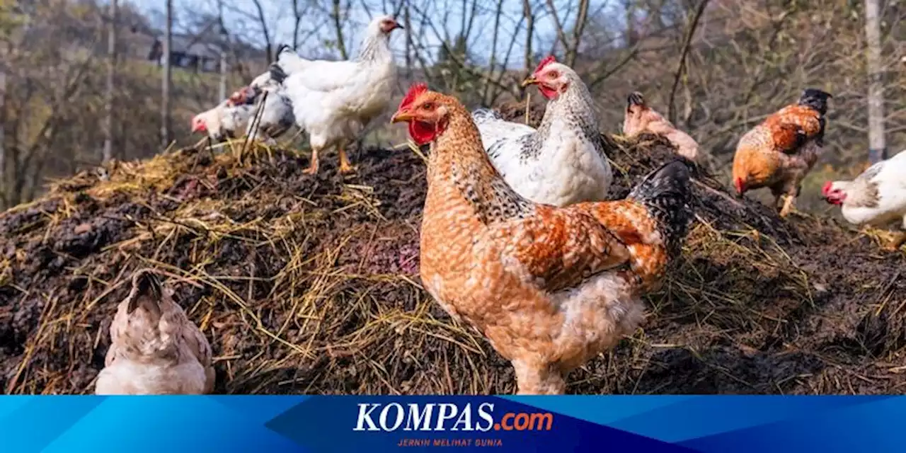 Cara Mengusir Ayam yang Suka Buang Kotoran Sembarangan