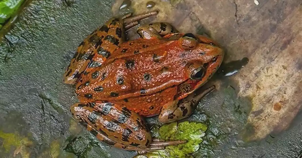 Plan to remove dam in Marin County's Tennessee Valley could be hampered by endangered frog