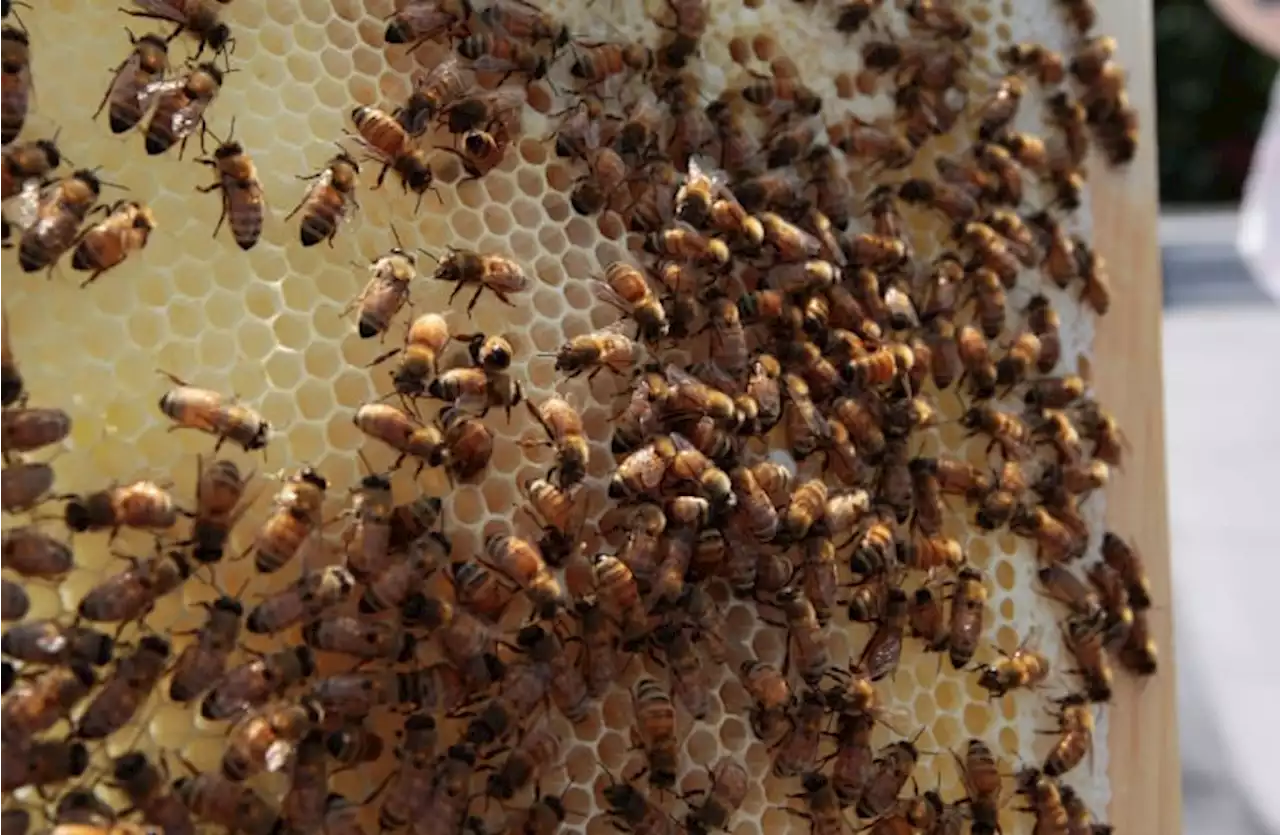 2 dogs die after being swarmed by hundreds of bees at South Texas home, report says