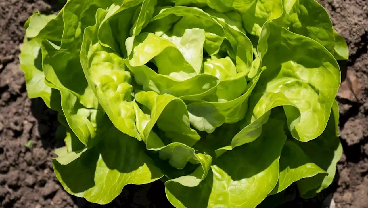 Jardin : comment bichonner ses laitues aux petits oignons