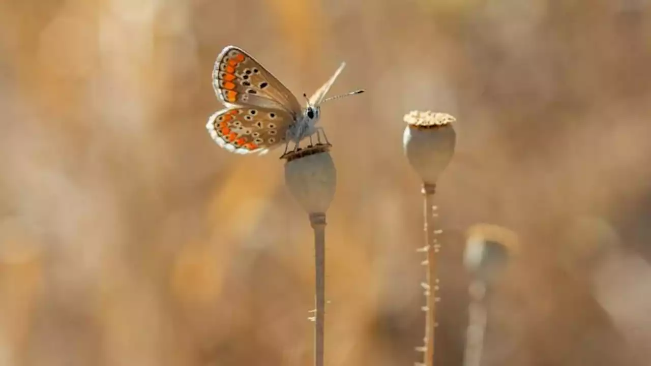 Un parc urbain au service de la biodiversité des papillons