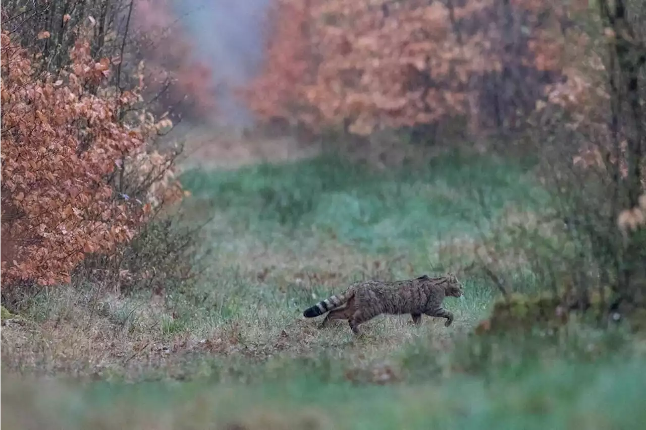 En Ile-de-France, le chat forestier se fait paparazzer