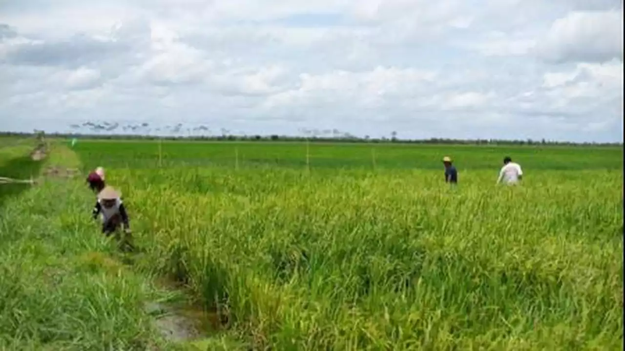 Food Estase Sangat Membantu Petani di Kapuas dan Pulang Pisau