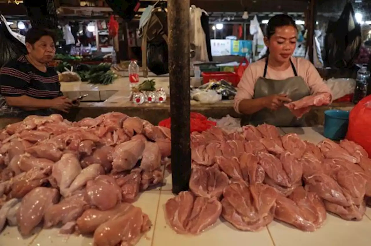 Jelang Ramadan, Harga Ayam Potong Juga Melambung