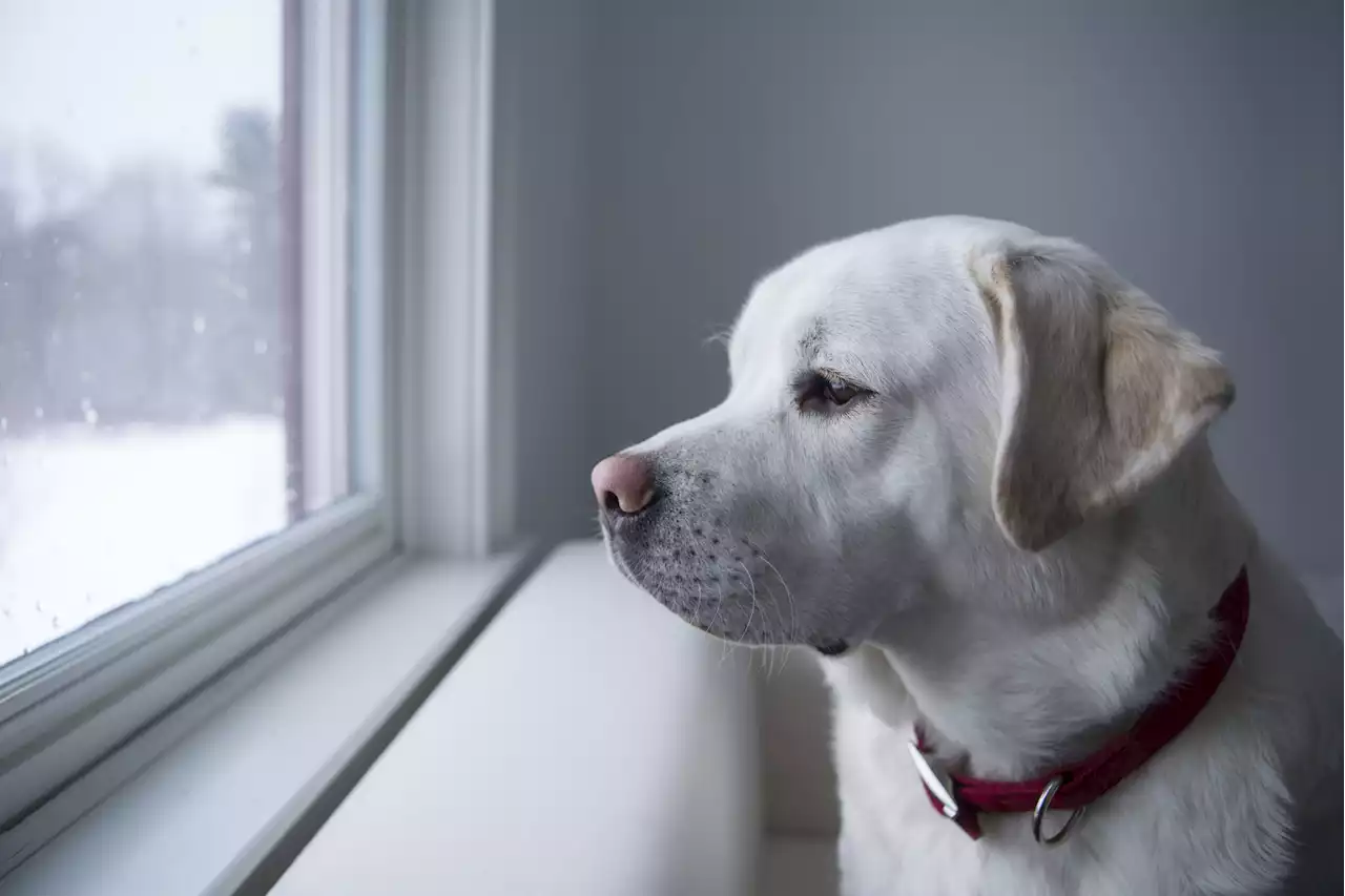 Heartwarming moment dog stays alert until owner returns from ER