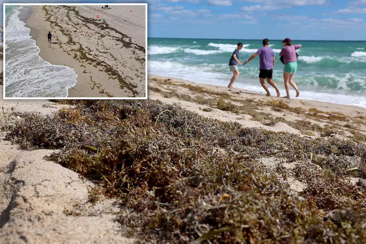 Massive seaweed bloom starts washing ashore on Florida beaches