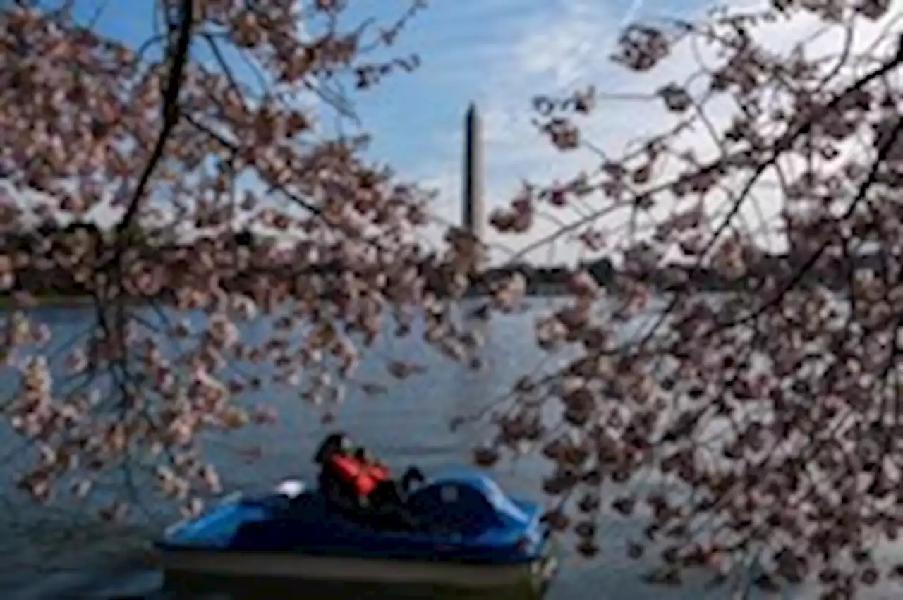 Enduring freezing weather, D.C. cherry blossoms are one stage from peak