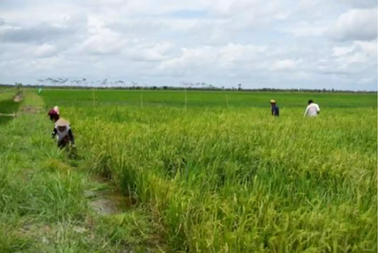 Tata Kelola Food Estate, Beda Daerah Beda Penanggung Jawab |Republika Online