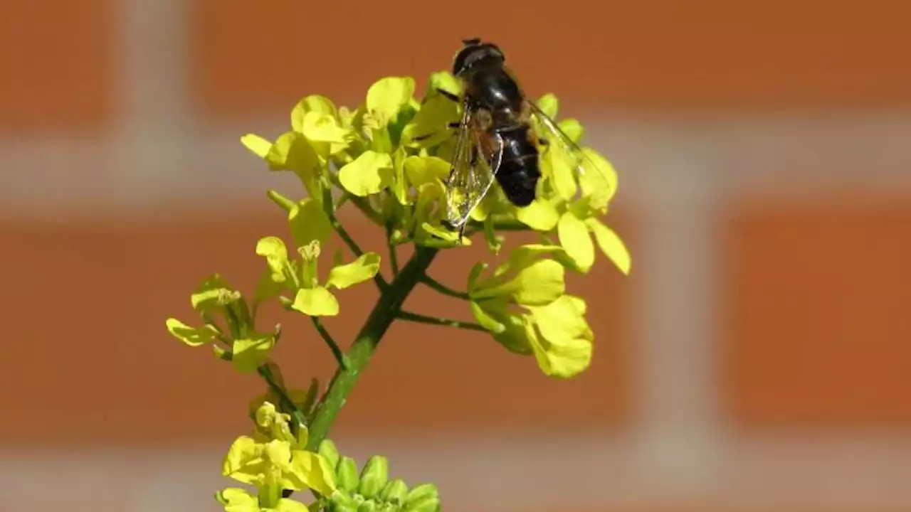 La Prima Primavera ¡Llegan los vencejos! Con Arantza Leal Nebot