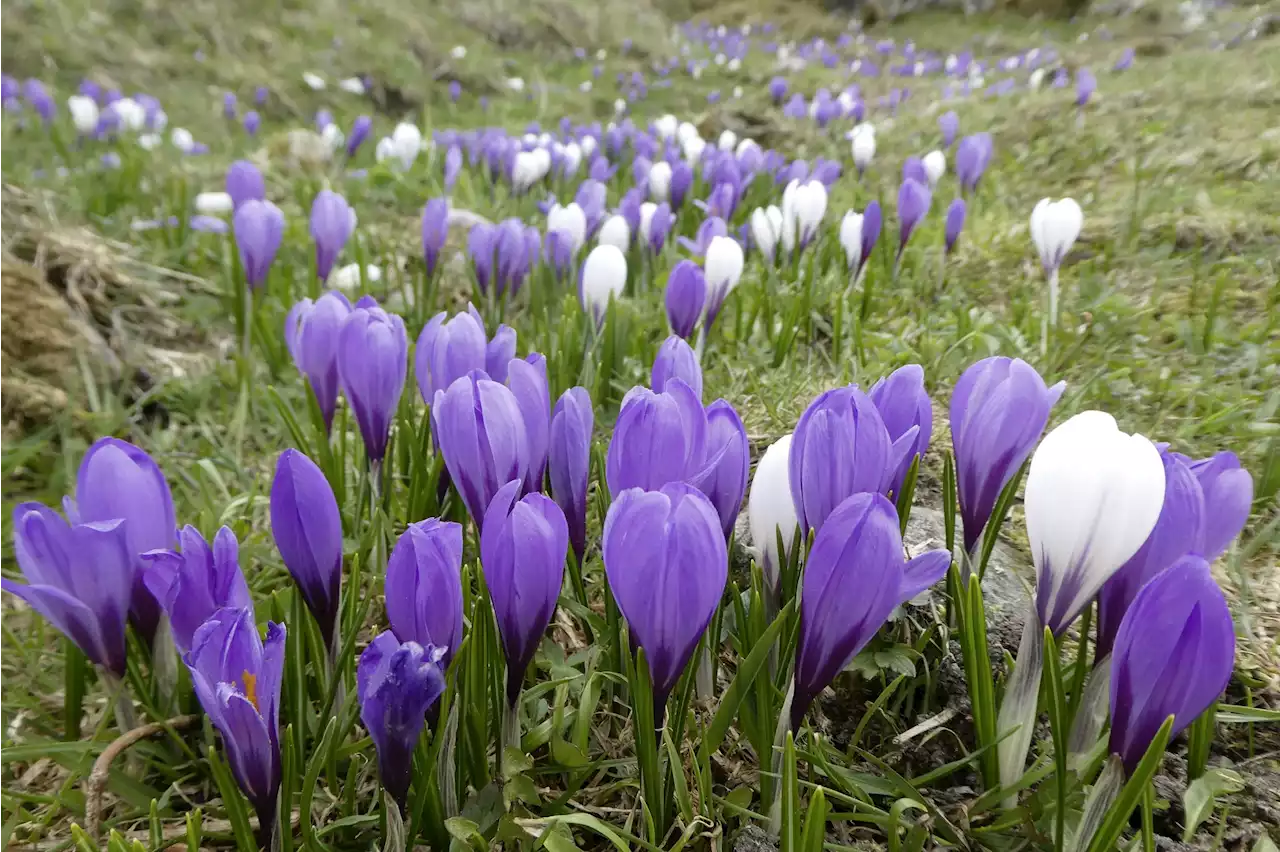 Die Natur erwacht aus dem Winterschlaf - Schweizer Bauer