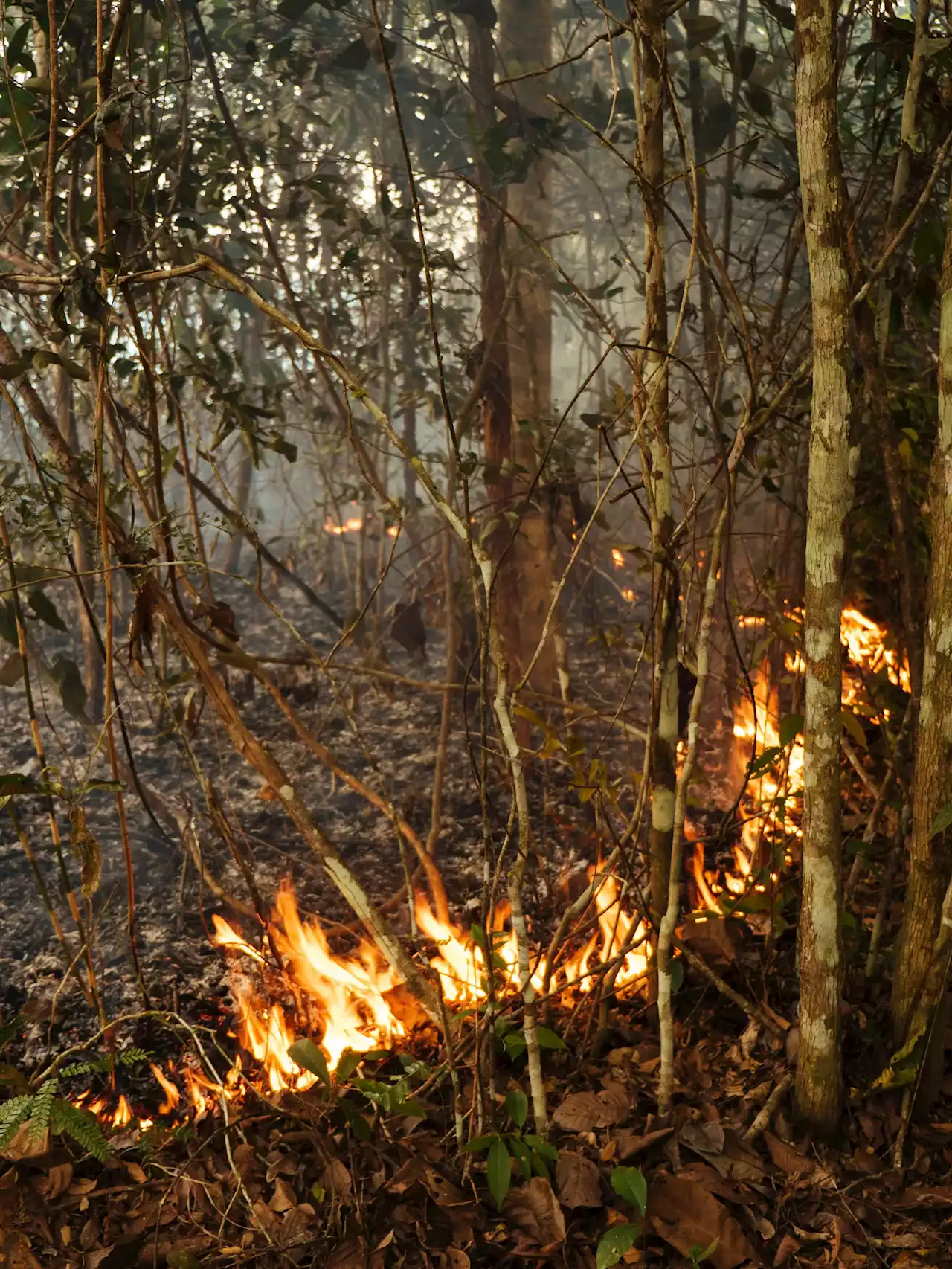 The Amazon in Crisis: New Study Reveals Alarming Extent of Human Impact