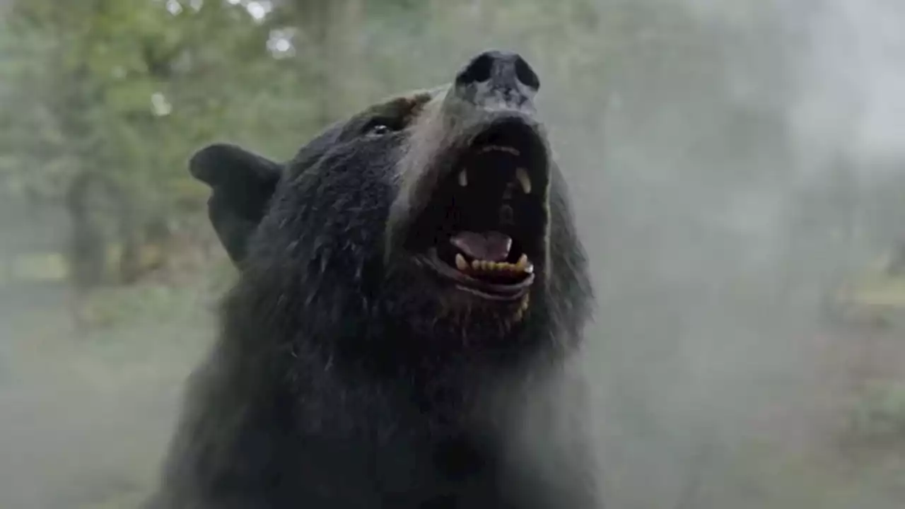 'Oso intoxicado' y las próximas películas de animales drogados (más absurdas que 'Sharknado')