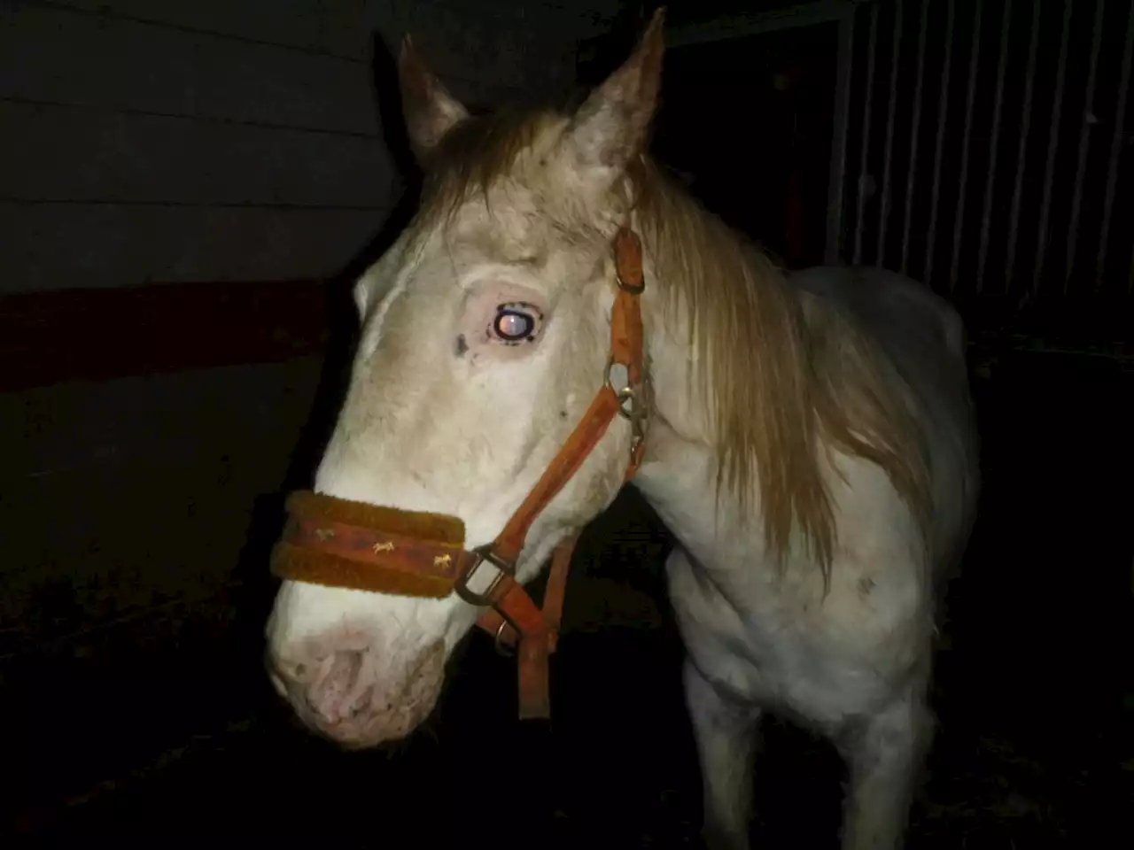 Four banned from keeping animals for life after horses found in 'woeful' neglect