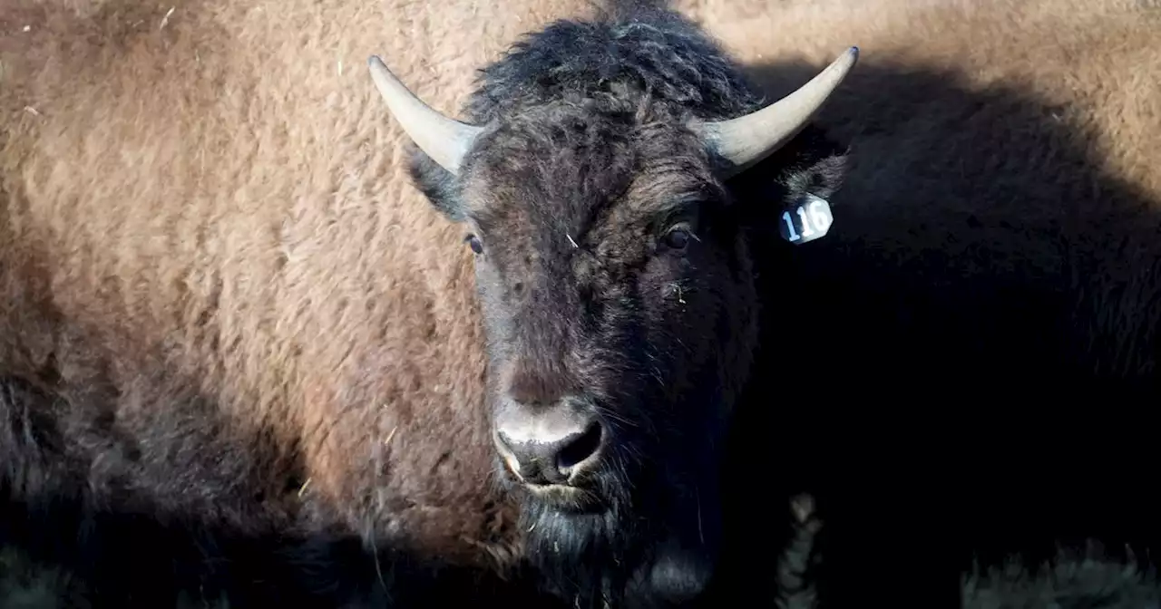 U.S. tribes get bison as they seek to restore bond with animal