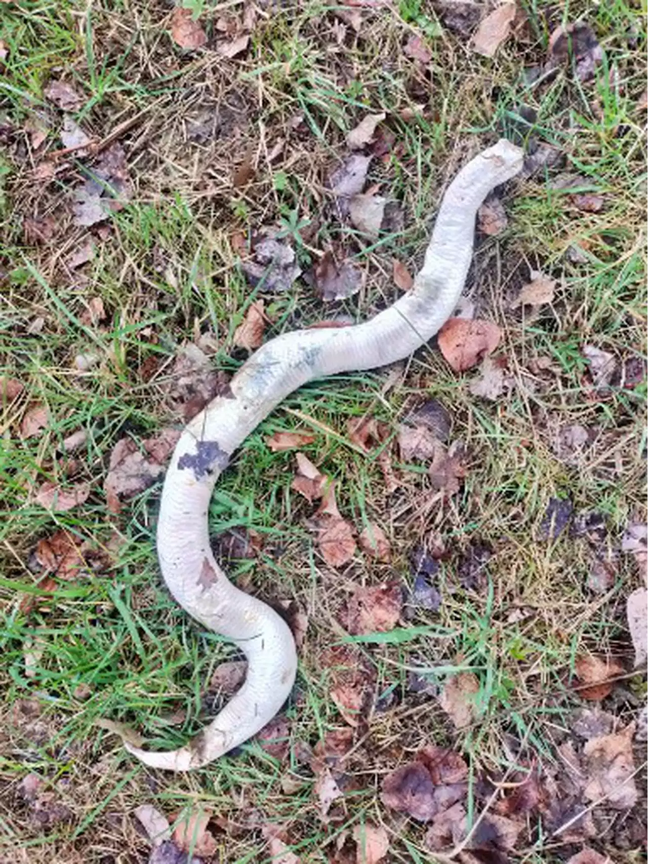 Insolite : Le mystère du serpent à la tête coupée découvert dans un parc agenais