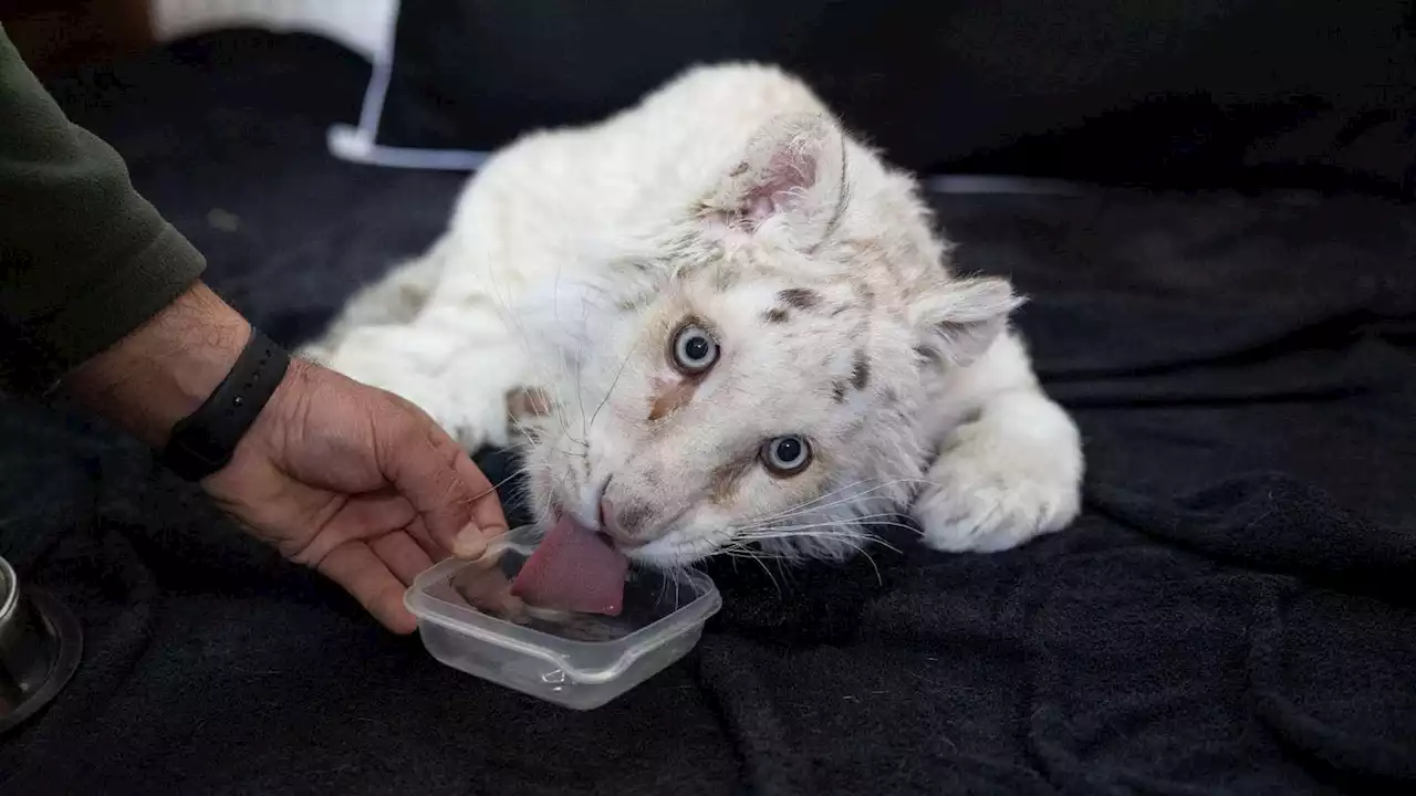 Weggeworfen wie Müll: Tierpfleger finden Tigerbaby im Abfall