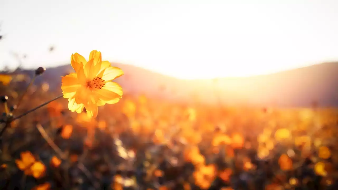How to Welcome Spring Equinox Like a Real Witch