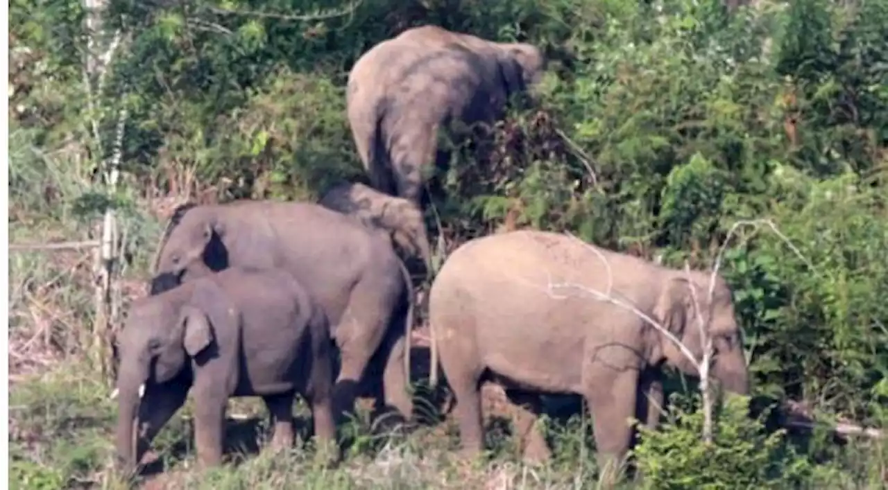 BKSDA Aceh Pasang Alat Pelacak pada Gajah Liar