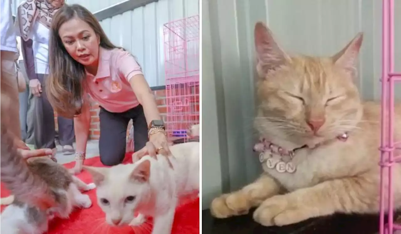 Taman Kucing Cyberjaya – Where Stray Cats Are Cared For And Find Forever Homes | TRP