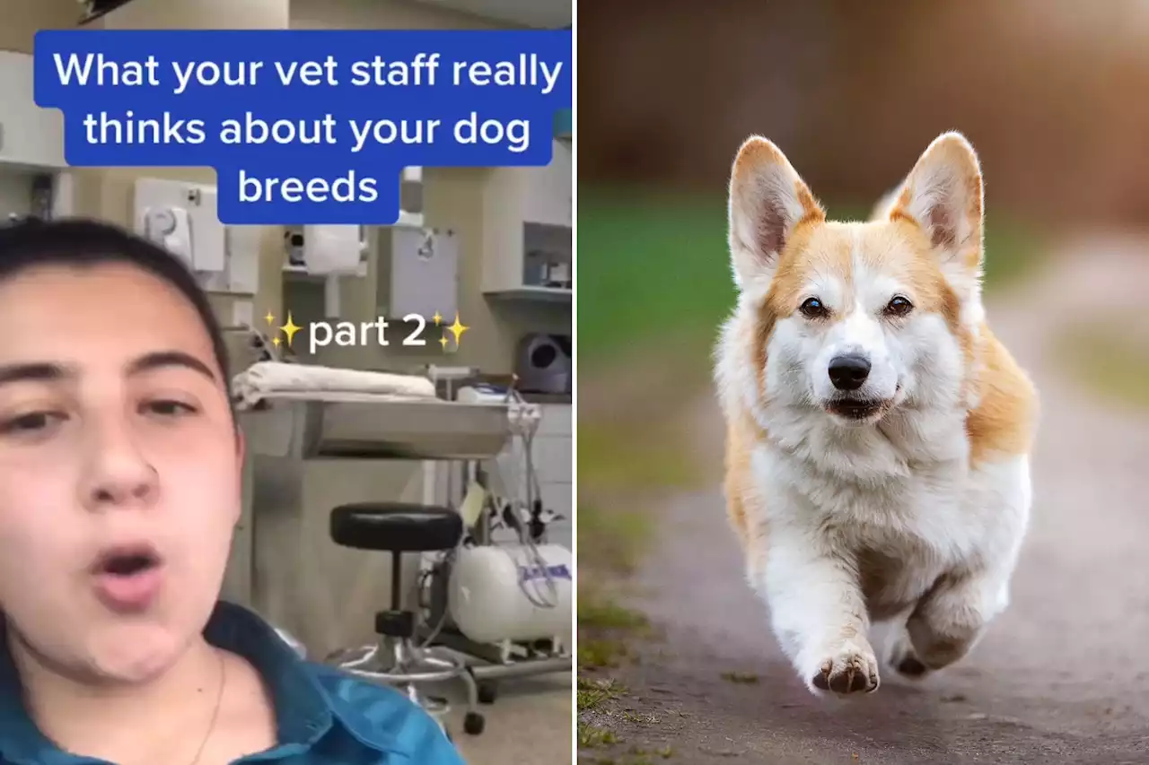 I'm a vet - what we REALLY think of your dog breed