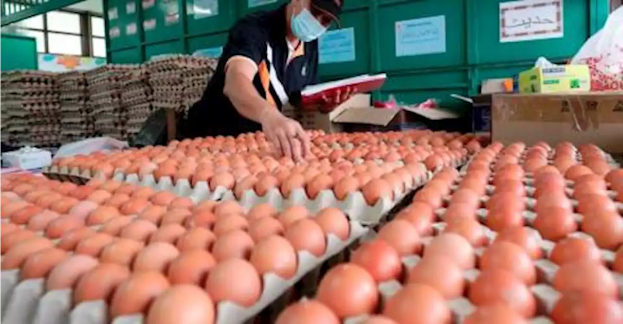 Mohamad: Domestic egg production shows sign of stability