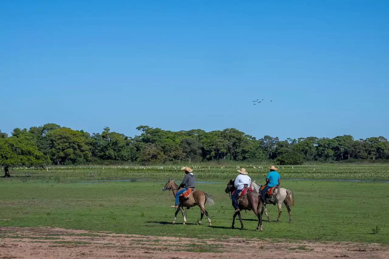 Pantanal, Brazil: World's Greatest Places 2023