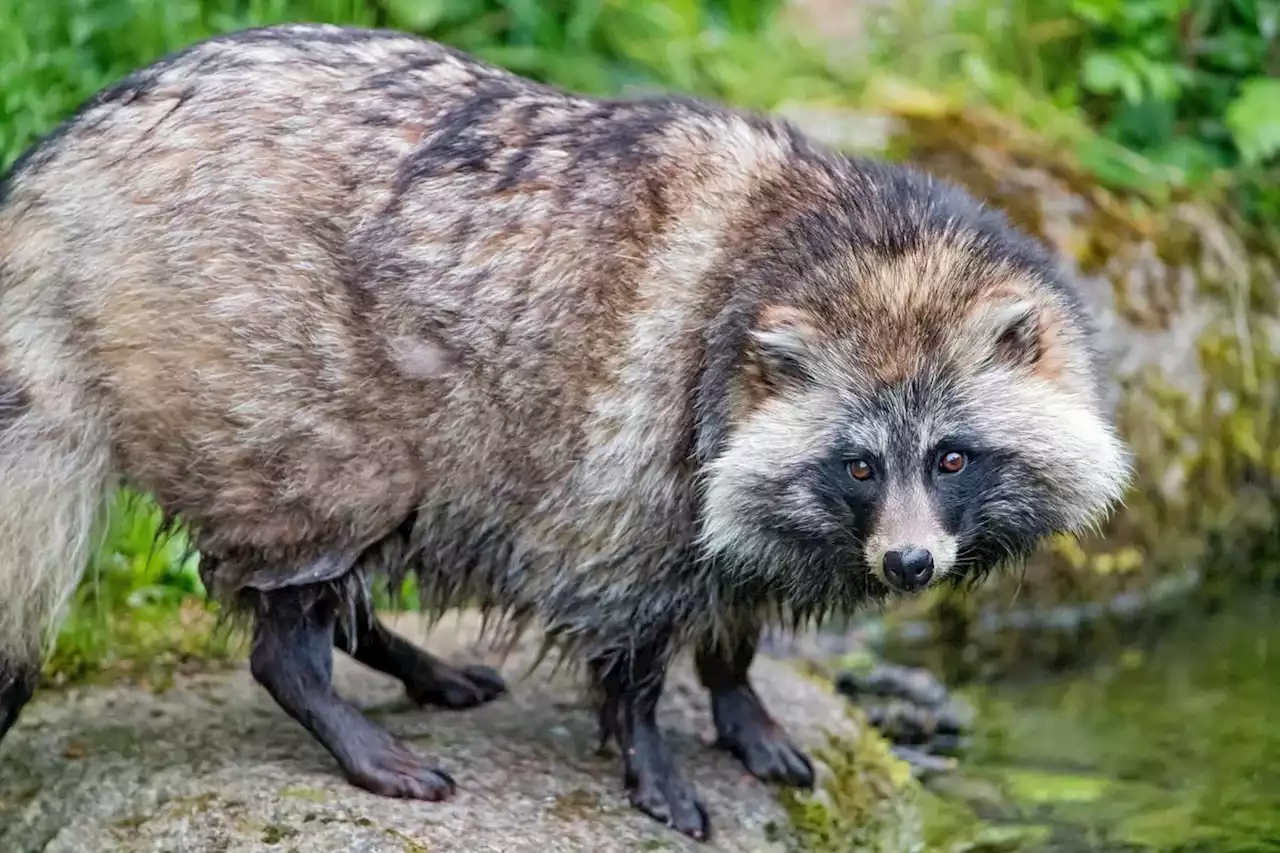 Explainer: What is a raccoon dog, and why missing Chinese samples have sparked frustration among those studying the coronavirus’s origins