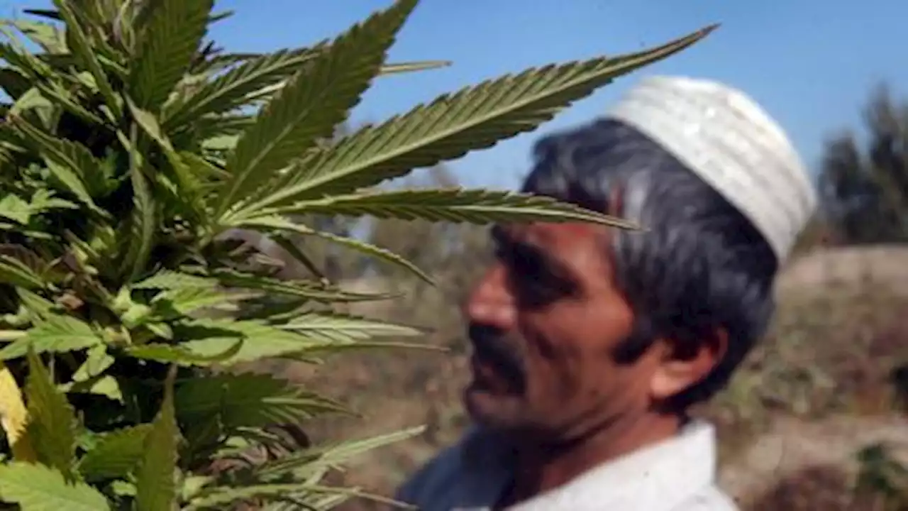 Taliban leader bans cannabis cultivation in Afghanistan