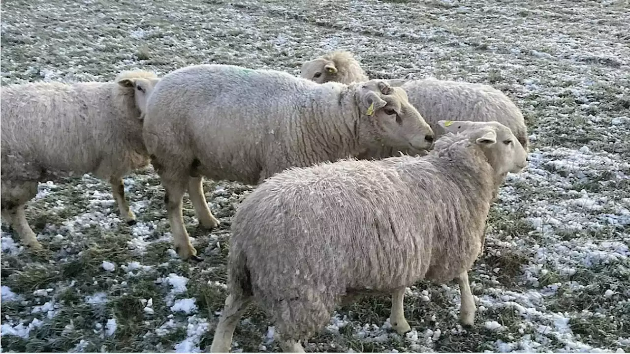 Det er sæson for fede får, der vælter – fåreavlers idé redder dem fra at dø på marken