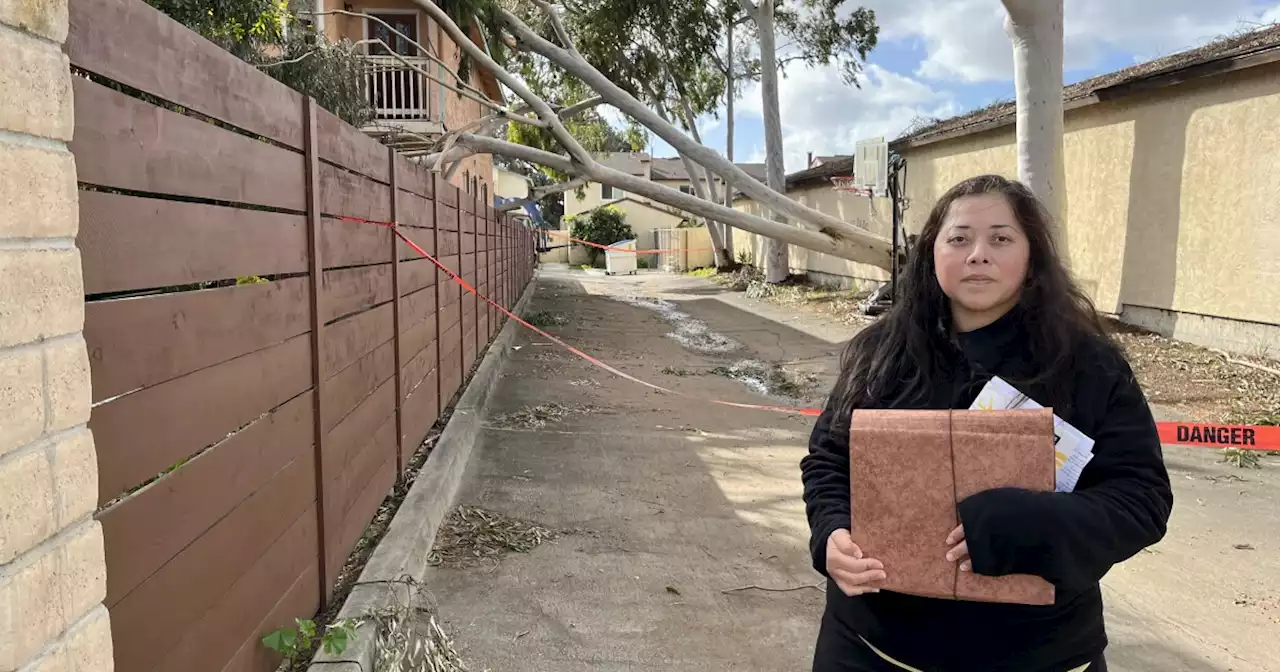 ‘It’s scary’: Tree topples over hitting City Heights home