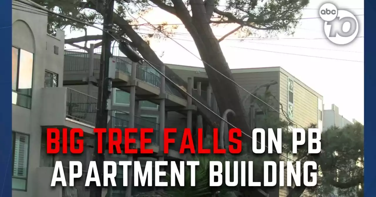 Large tree falls on Pacific Beach apartment complex