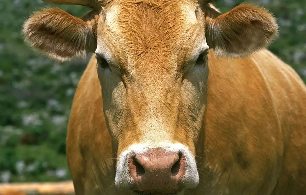 Au Salon de l’agriculture, ils sauvent une vache de l’abattoir