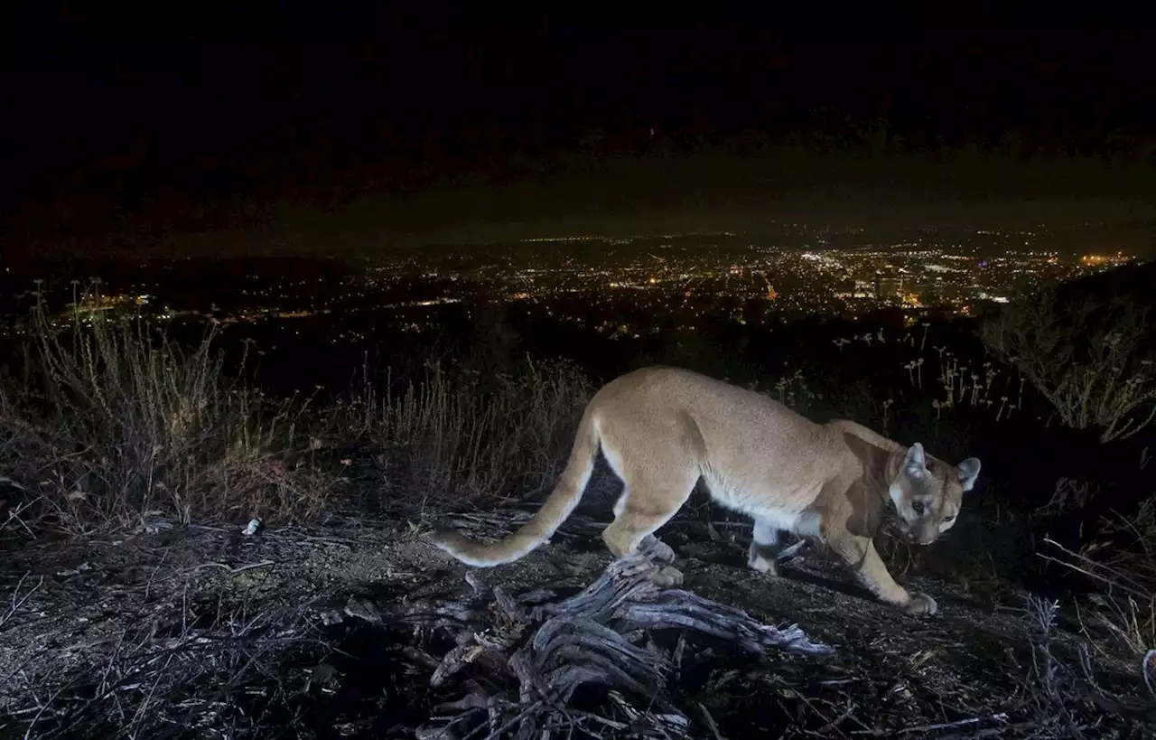 Panthère, puma, lion, le Nord-Pas-de-Calais devient-il la savane française ?