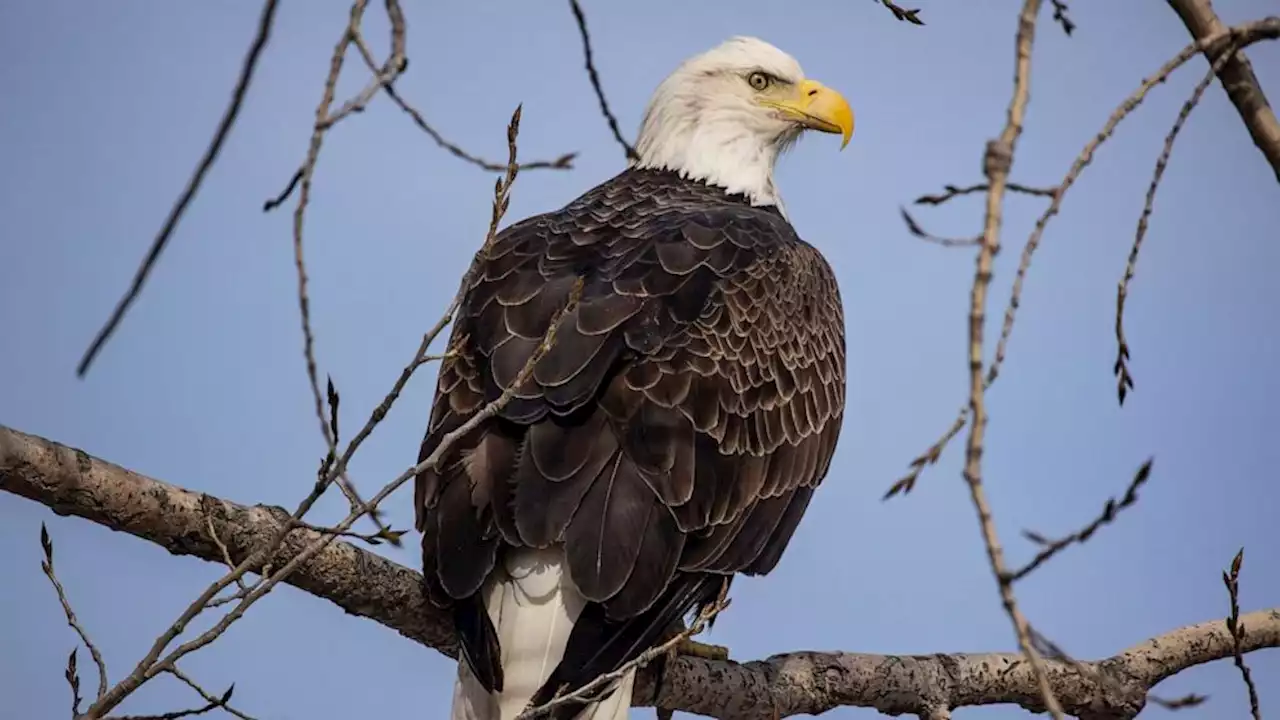 2 Nebraska men allegedly killed bald eagle, planned to eat it: Officials