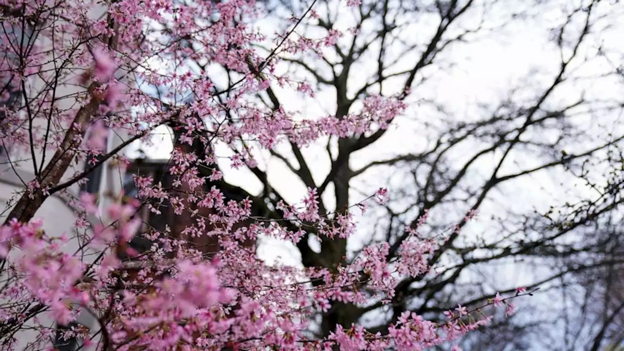 Washington, DC cherry blossom full bloom date revealed