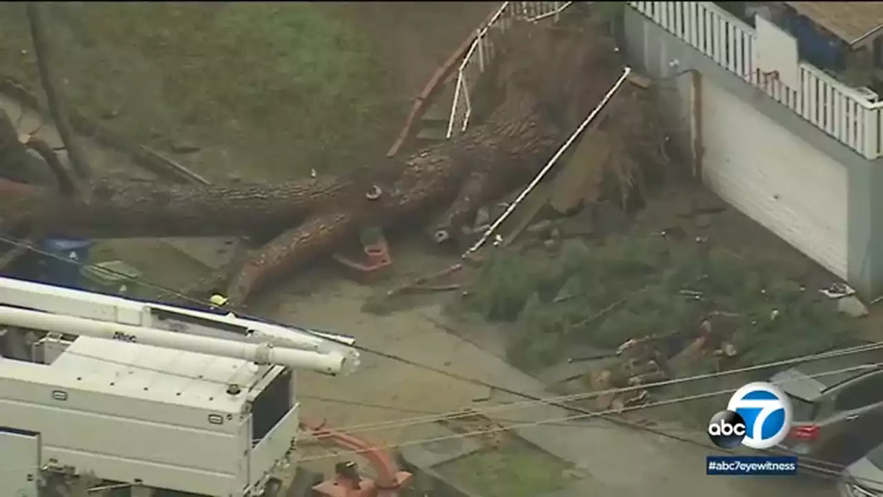 Storm leaves trail of damage as strong winds knock down trees in LA neighborhoods