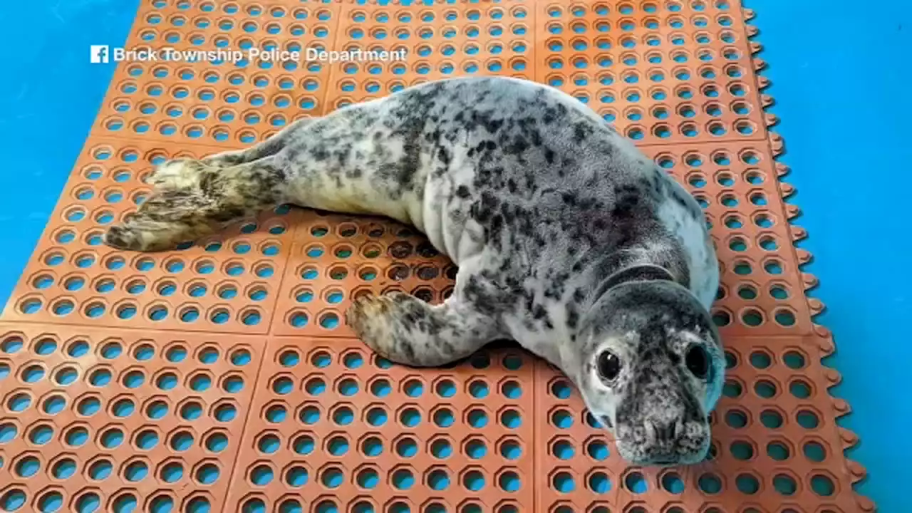 Baby seal found wandering by police along Route 35 in New Jersey