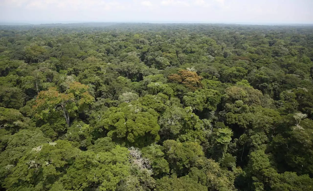 Experts Call For Congo Basin Climate Science Initiative