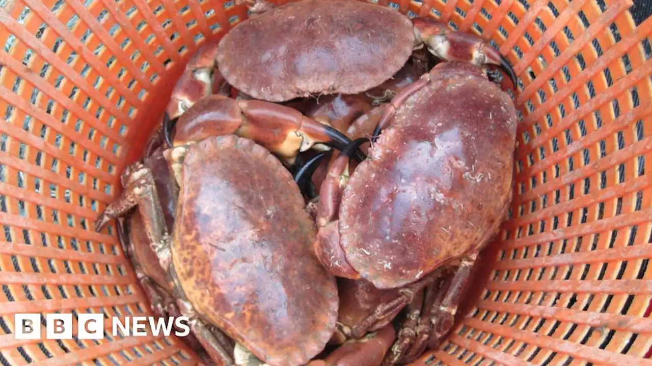 Plan to downgrade sustainability of Cornish brown crab