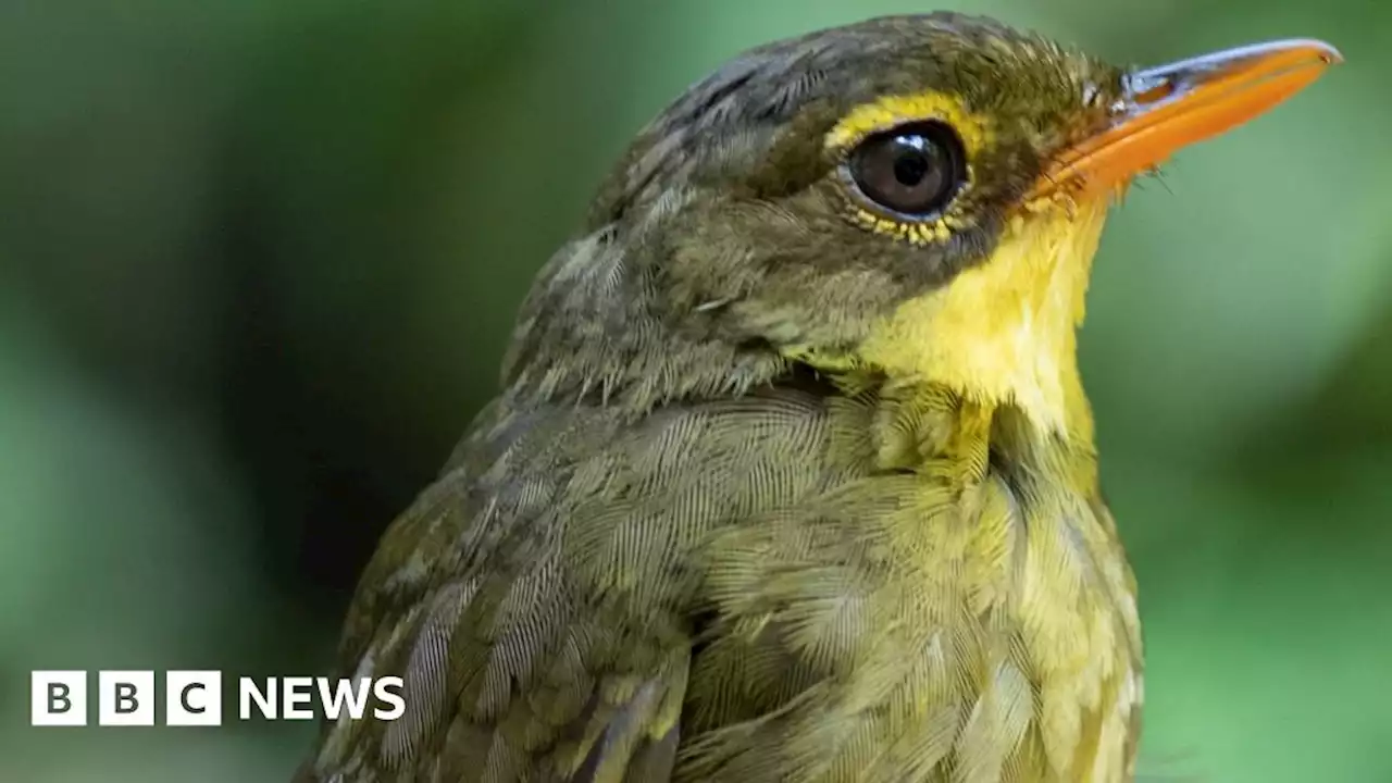 Dusky tetraka: Joy as bird feared extinct spotted in Madagascar