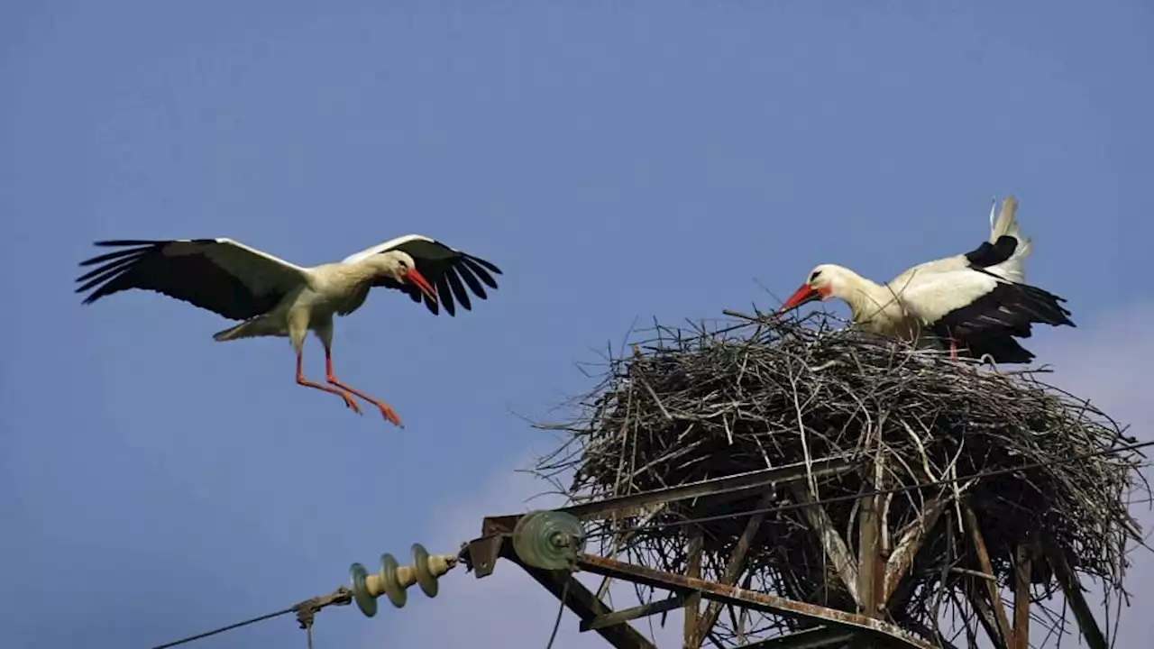 Haut-Rhin: les cigognes de retour sur les toits de l'Écomusée d'Alsace à Ungersheim