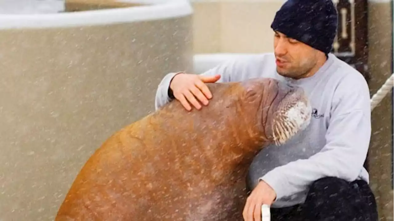 Smooshi the walrus leaving Marineland in Niagara Falls, Ont., for SeaWorld Abu Dhabi | CBC News